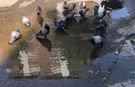Gaziantep’te Güvercinlerin Serinleme Keyfi