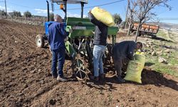 Gaziantep'te nohut ekimi başladı