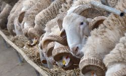 Türkiye'nin en değerli koçları rekor fiyatlara satılıyor