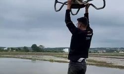 Çeltik tarlasında yolculuk: Drona asılıp uçtu