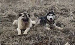 Yavru kangal gönlünü Sibirya kurduna kaptırdı
