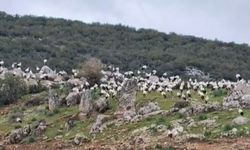 Gaziantep'e leylek akını