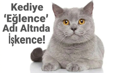 Kediye "Eğlence" Adı Altında İşkence!