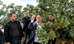 Altun, dolu yağışlarının ardından fıstık bahçelerini gezdi