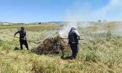 Araban Ovası'nda firik ütümü sezonu başladı