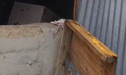 Bir günde 20 eve giren ayı yayla sakinlerini canından bezdirdi