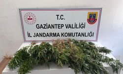 Gaziantep jandarmadan yasaklı madde operasyonu