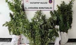Gaziantep’te 215 kök kenevir ele geçirildi