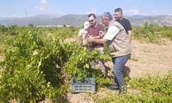 İslahiye’de üzüm hasadı başladı