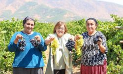 Şahin, üzüm hasadına katıldı
