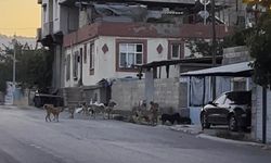Gaziantep'te tedirgin eden görüntü