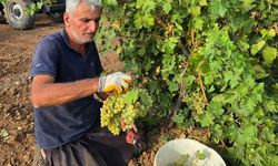 Araban’da gün pekmezi yapımına başlandı