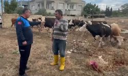 İslahiye’de Kaybolan 17 Büyükbaş Hayvan Bulundu