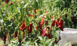 Gaziantep'te en acı hasat