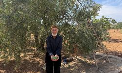 Gaziantep'te sofralık yeşil zeytin hasadı başladı