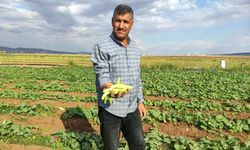 Araban Ovası'nda turşuluk acura yoğun talep