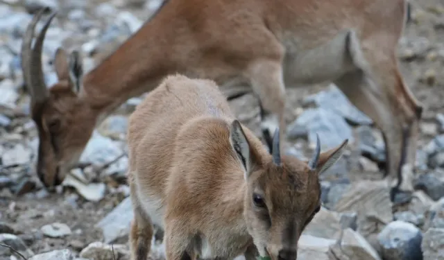Pozantı'da yaban keçileri görüntülendi