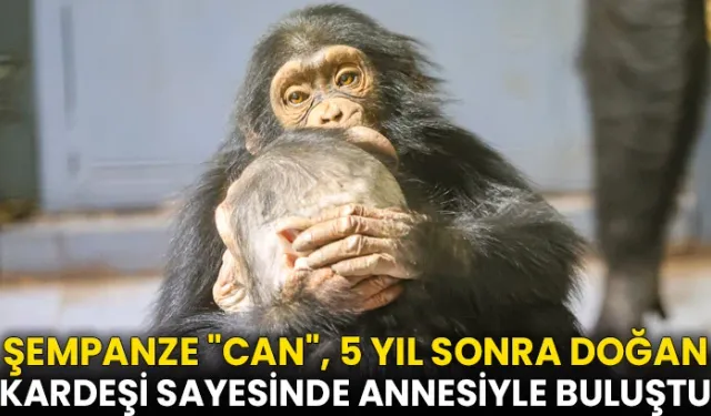 Şempanze "Can", 5 yıl sonra doğan kardeşi sayesinde annesiyle buluştu