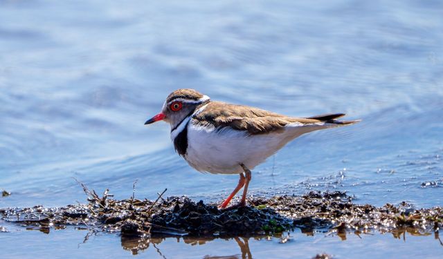 TÜRKİYE’DE İLK GAZİANTEP’TE GÖRÜNTÜLENDİ