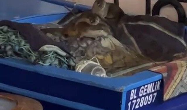 Aç kalan anne su samuru ve yavruları tekneye sığındı
