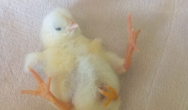 Dört ayaklı civciv görenleri şaşırttı