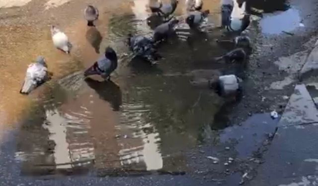 Gaziantep’te Güvercinlerin Serinleme Keyfi