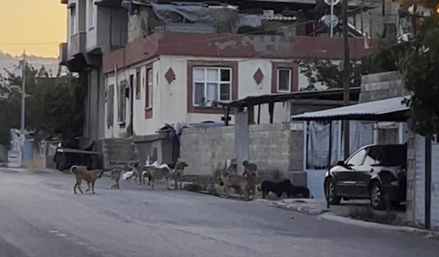 Gaziantep'te tedirgin eden görüntü