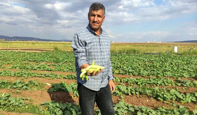 Araban Ovası'nda turşuluk acura yoğun talep