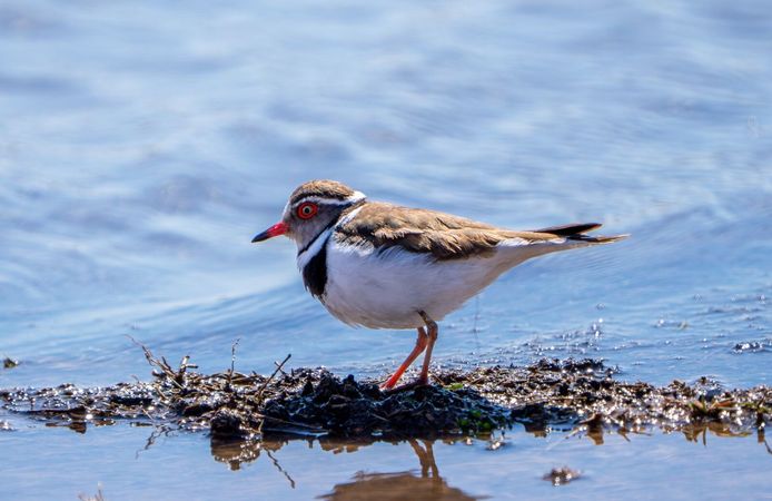 TÜRKİYE’DE İLK GAZİANTEP’TE GÖRÜNTÜLENDİ