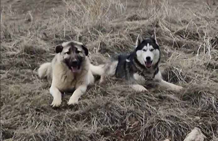 Yavru kangal gönlünü Sibirya kurduna kaptırdı