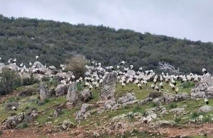 Gaziantep'e leylek akını