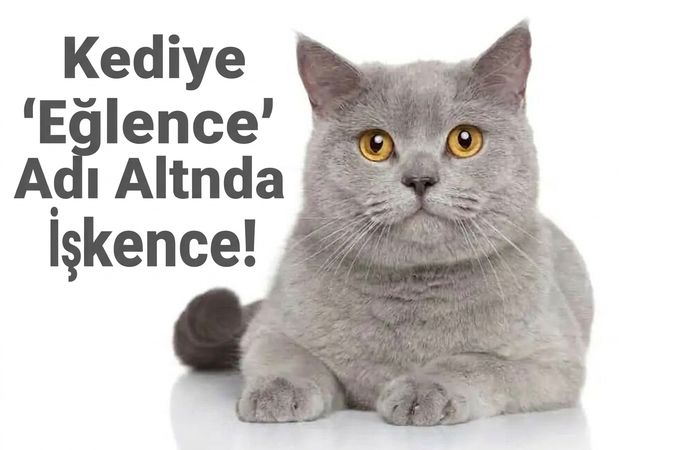 Kediye "Eğlence" Adı Altında İşkence!