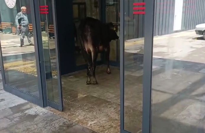 Nizip'te kaçan kurbanlık dana soluğu acil serviste aldı