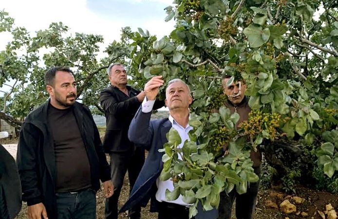 Altun, dolu yağışlarının ardından fıstık bahçelerini gezdi