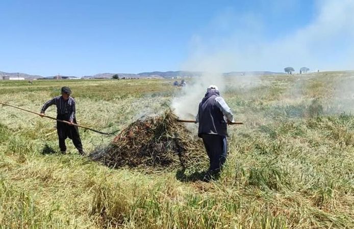 Araban Ovası'nda firik ütümü sezonu başladı
