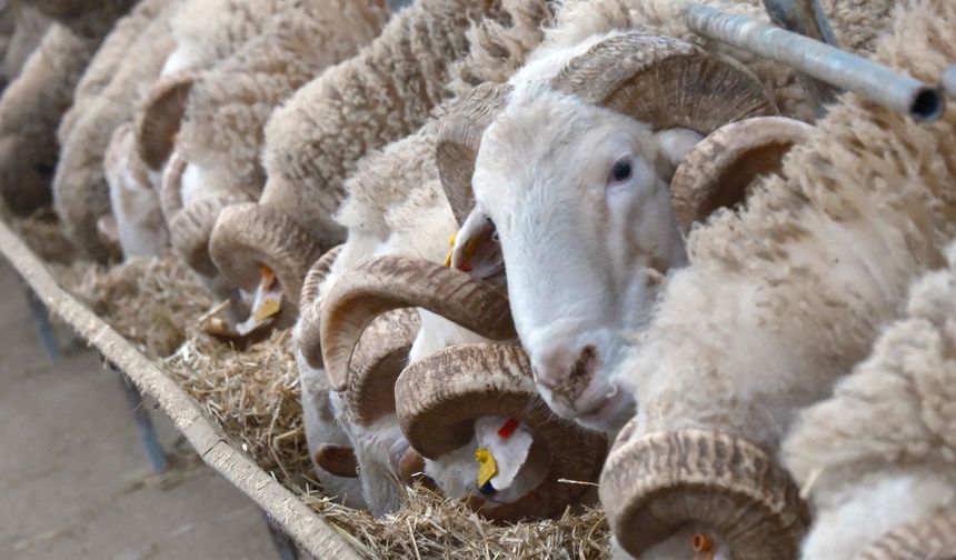 Türkiye'nin en değerli koçları rekor fiyatlara satılıyor