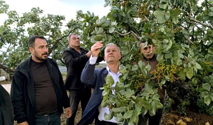 Altun, dolu yağışlarının ardından fıstık bahçelerini gezdi