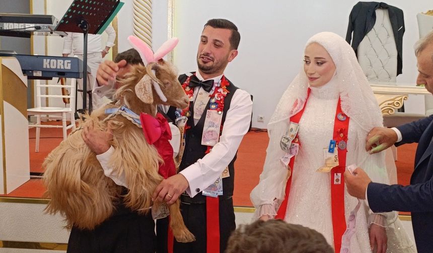 Düğünde altın değil keçi takıldı