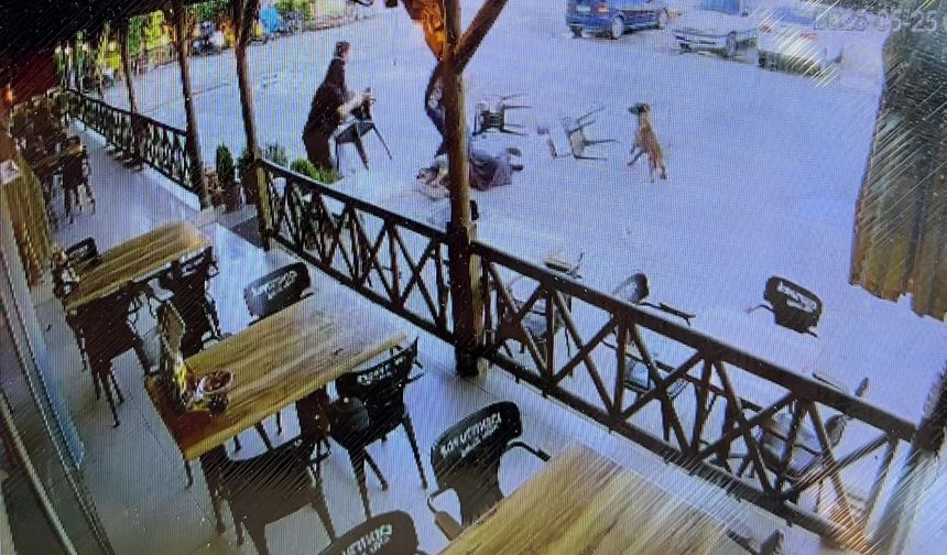 Tekmelere aldırmayan köpek kadının kolunu kopardı