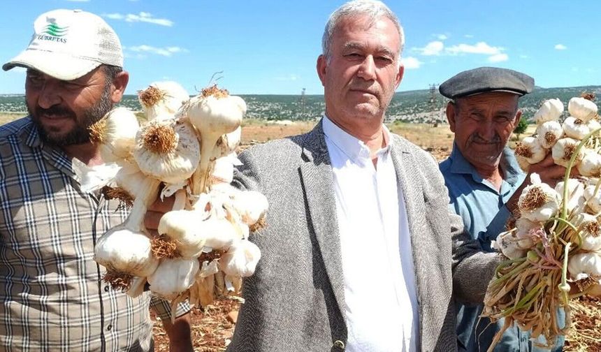 AB tescilli Araban sarımsağının hasadı başladı