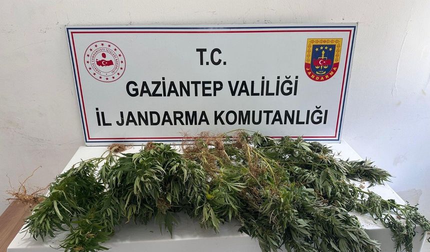 Gaziantep jandarmadan yasaklı madde operasyonu