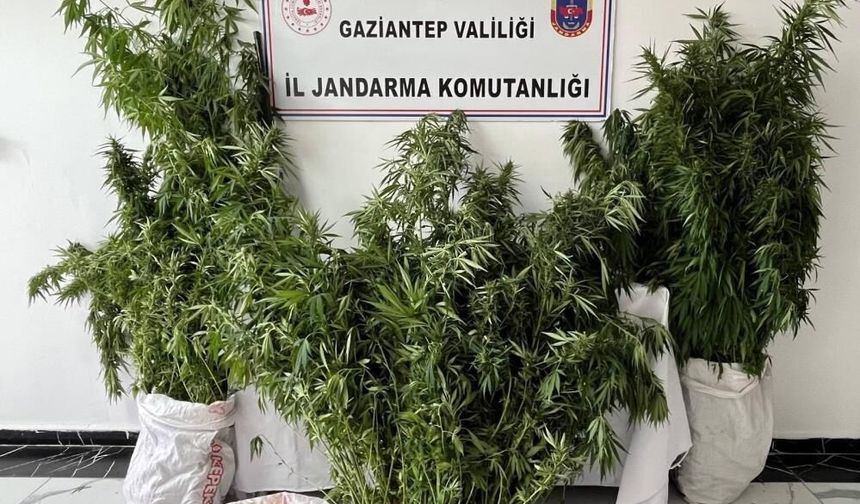 Gaziantep’te 215 kök kenevir ele geçirildi
