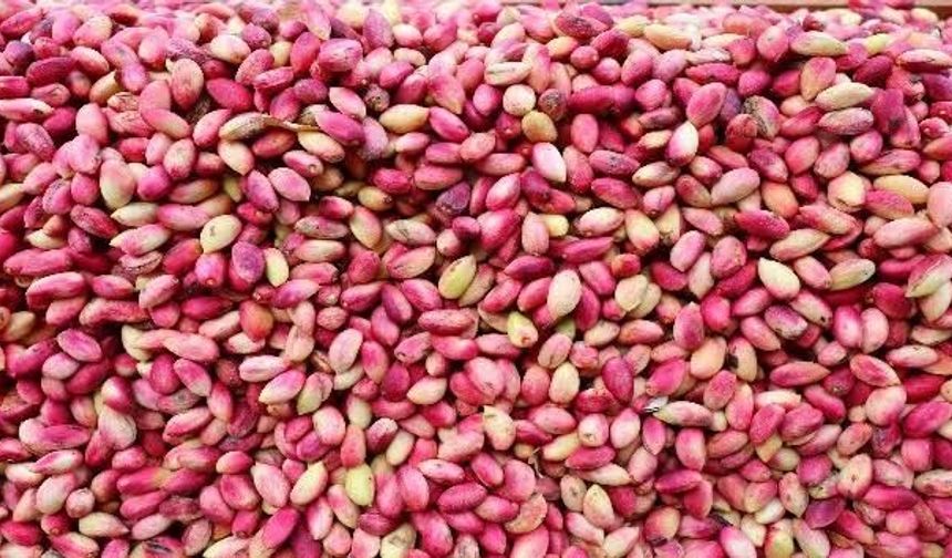 Gaziantep'te Fıstık Sezonu Açıldı! İlk Ürün Rekor Fiyatla Alıcı Buldu