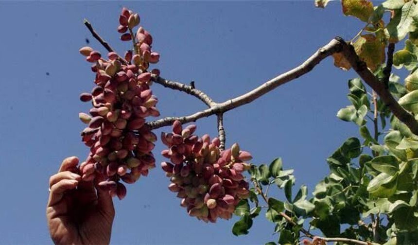 Antep Fıstığına Suriye Tepkisi: Öztürkmen’den İthalat Uyarısı
