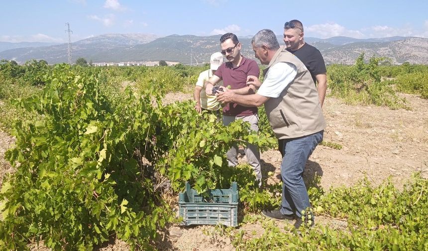 İslahiye’de üzüm hasadı başladı