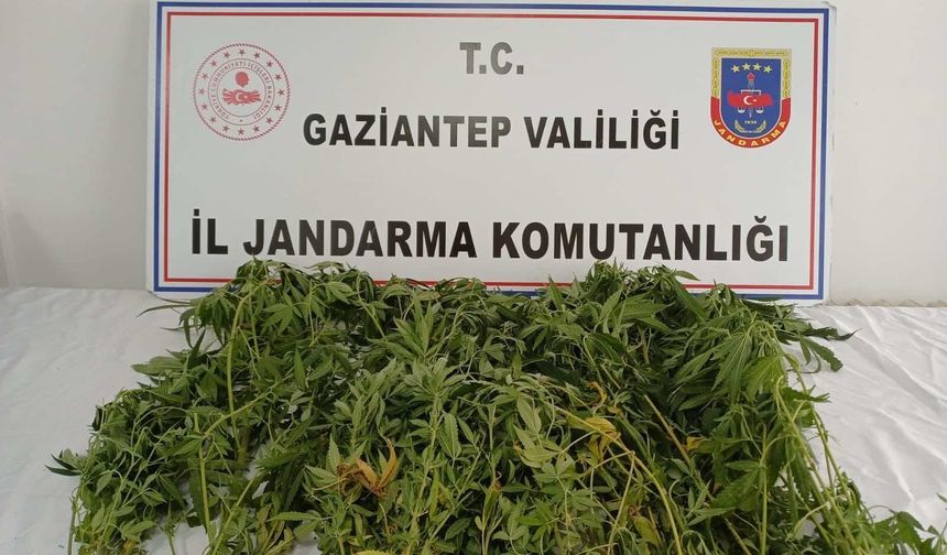 Gaziantep'te 116 kök kenevir ele geçirildi
