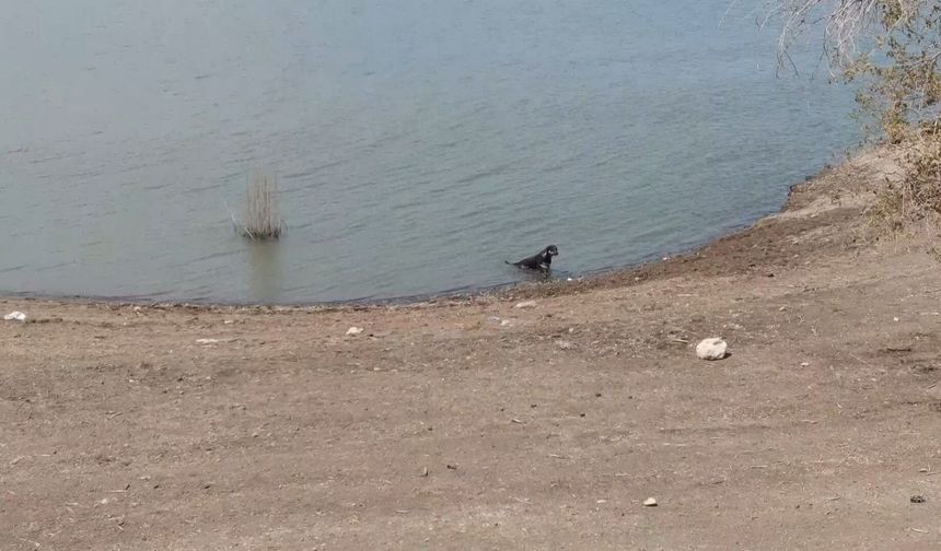 Aşırı sıcaktan bunalan köpeklerin baraj keyfi