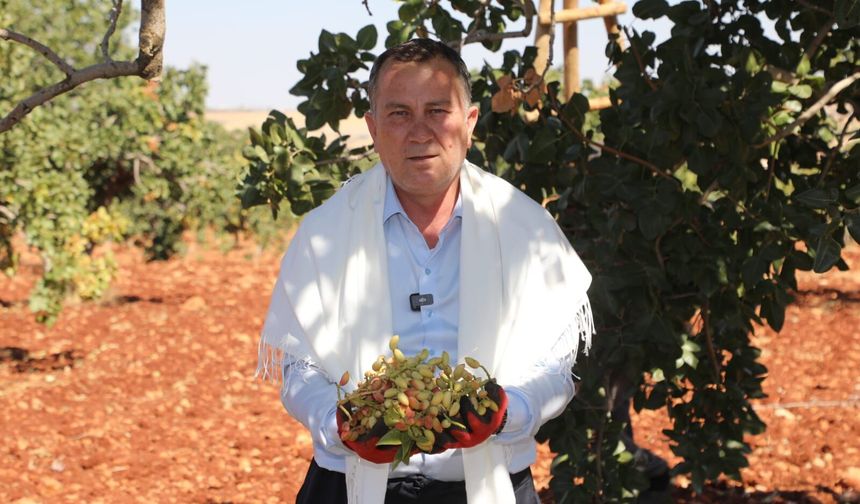 Başkan Doğan, Antep Fıstığı hasadına katıldı