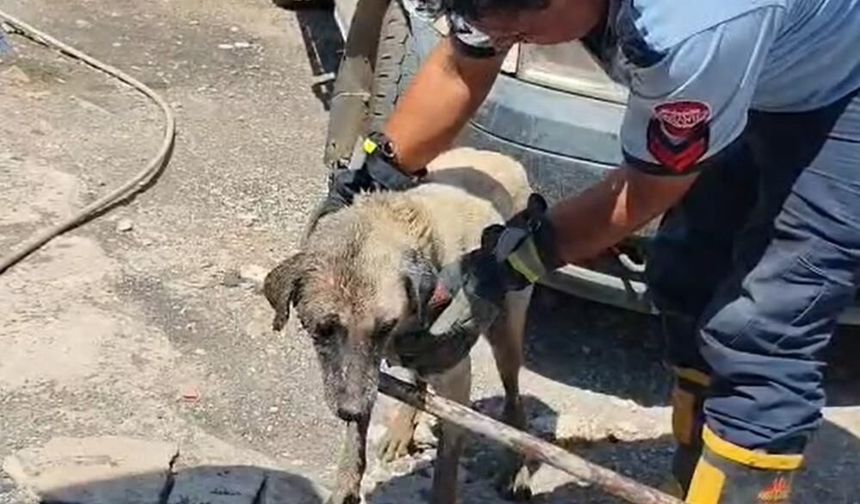 Konteynerin altında sıkışan anne köpek ve yavruları itfaiye ekiplerince kurtarıldı