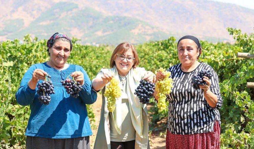 Şahin, üzüm hasadına katıldı
